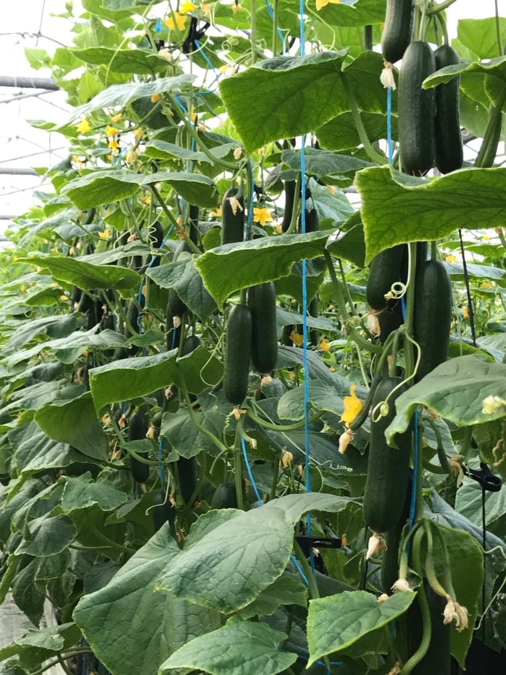 Cucumbers ripening on the vine among yellow flowers in the Woolgoolga greenhouse