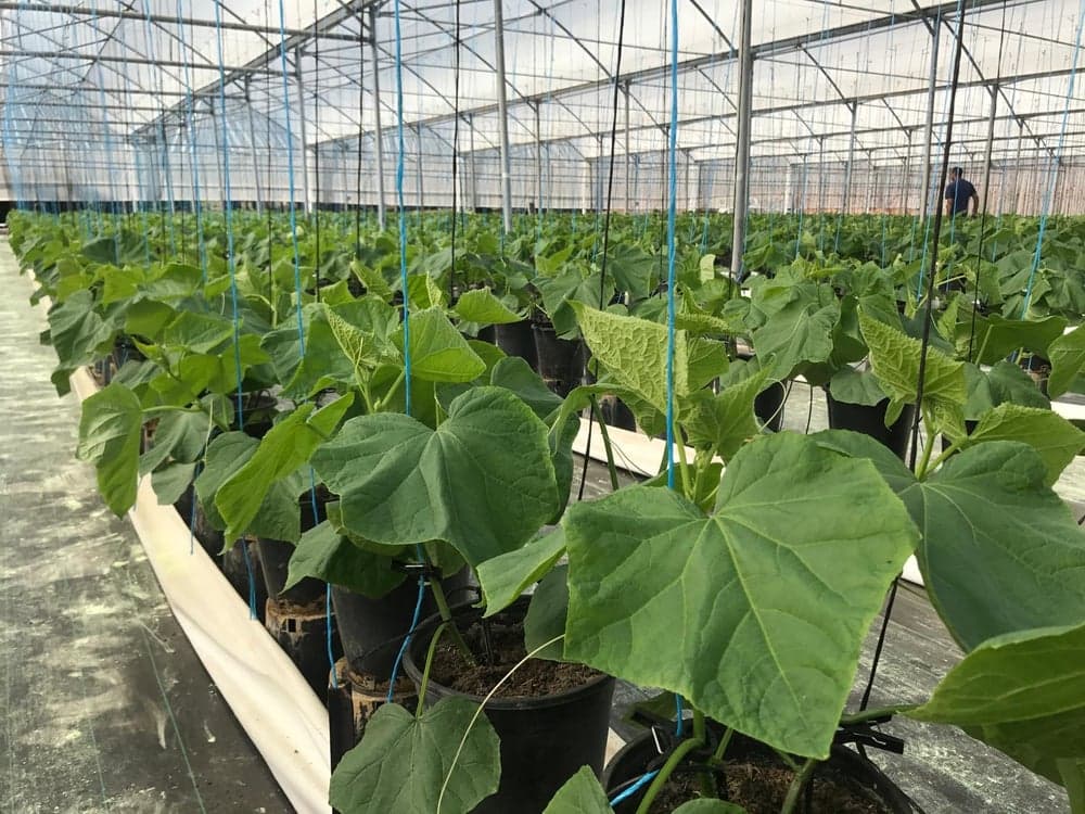 Young cucumber seedlings growing in rows under the greenhouse roof