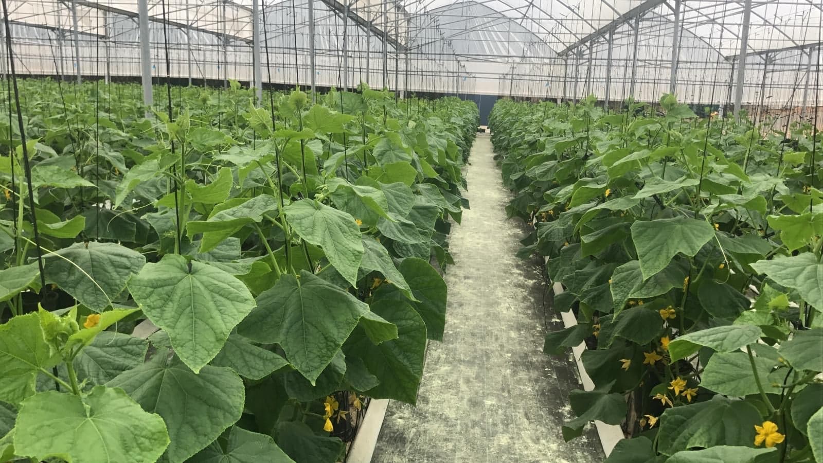 Rows of cucumber vines growing under the greenhouse roof in Woolgoolga, NSW