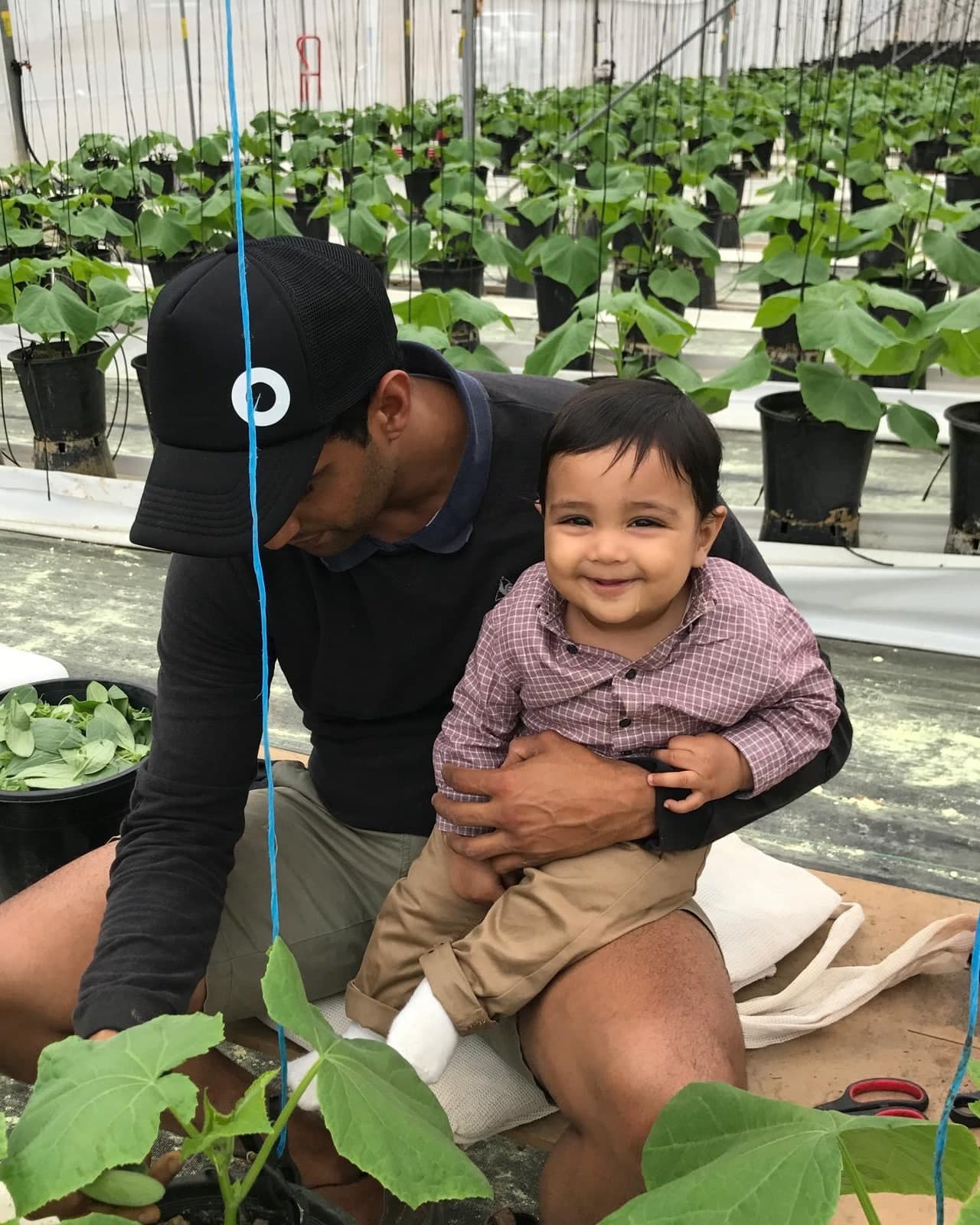 Taj, part of the Aussie Pickle Co team, with his son among the cucumber crop in the Woolgoolga greenhouse